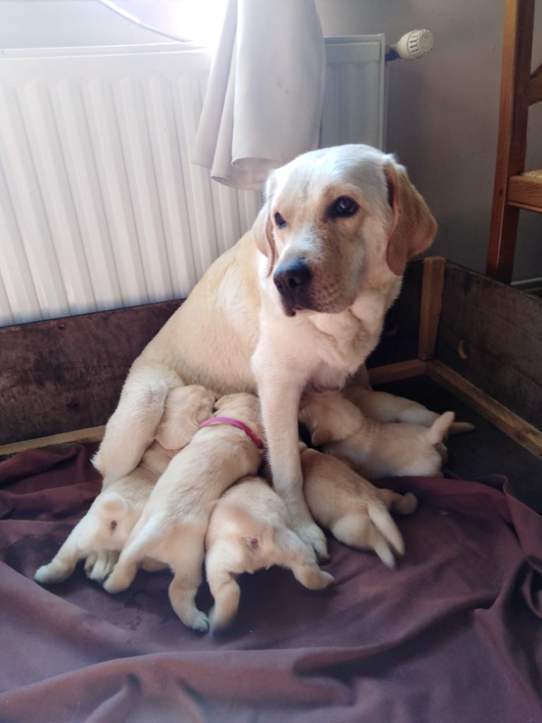 chiot Labrador Retriever Jean Wetzel